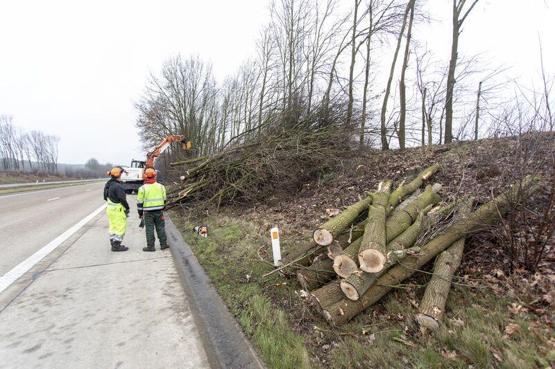 Afgehakt hout in de berm.